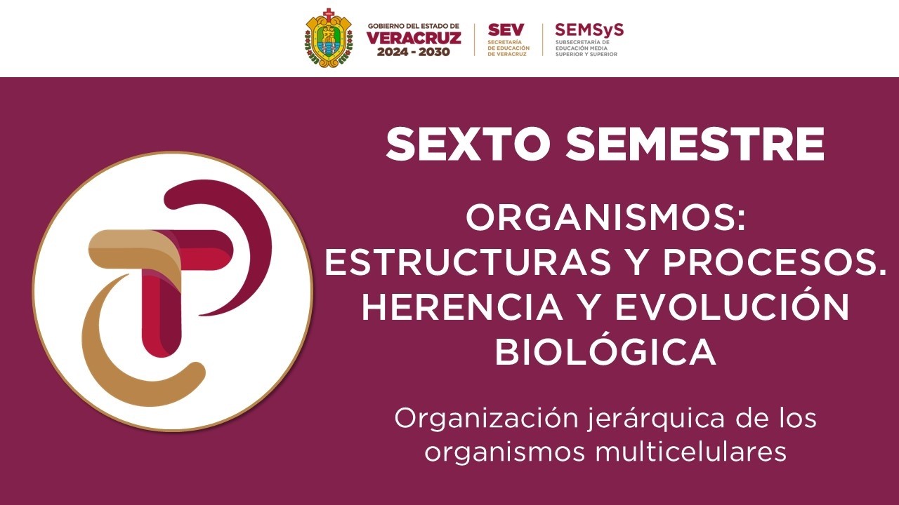 Organizaci&oacute;n jer&aacute;rquica de los organismos multicelulares