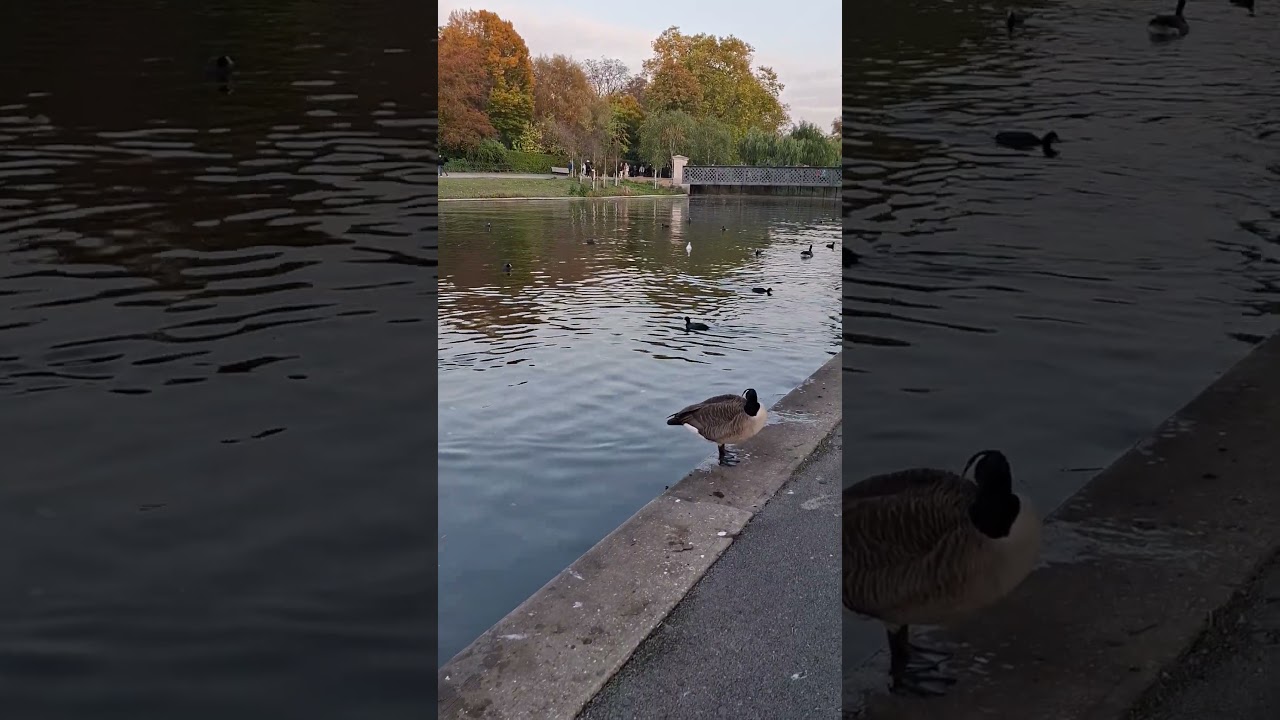 Peaceful ducks #ducks #london #lake #nature #wildlife #relaxing #shorts #birds #travel #uk #shorts