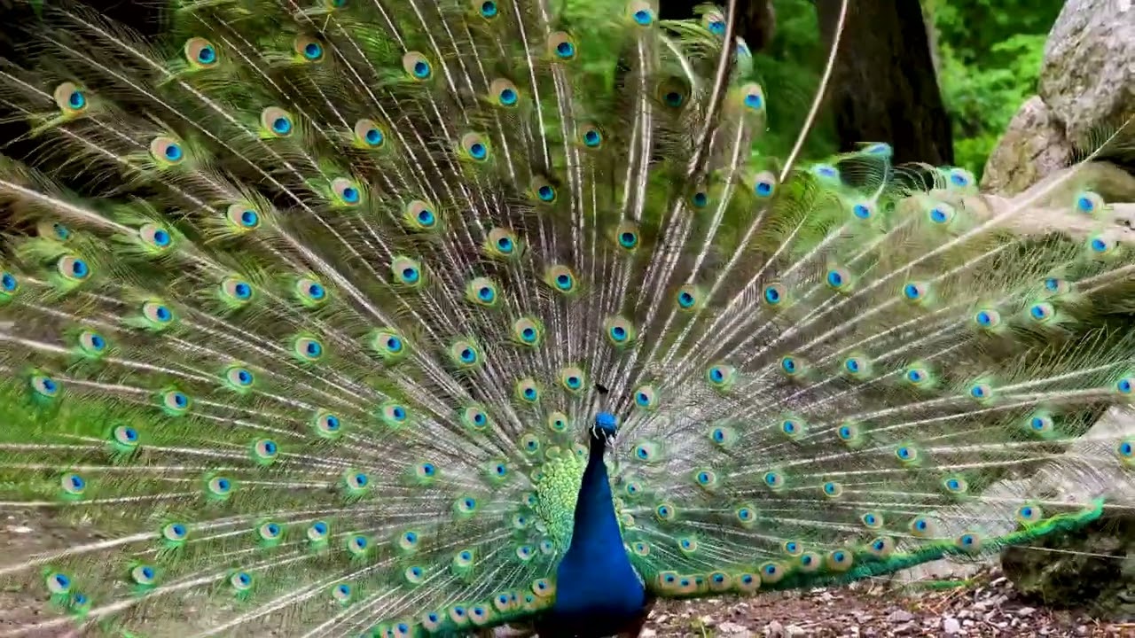 Chìm đắm với vẻ đẹp mê hồn của loài chim công - The mesmerizing beauty of the peacock