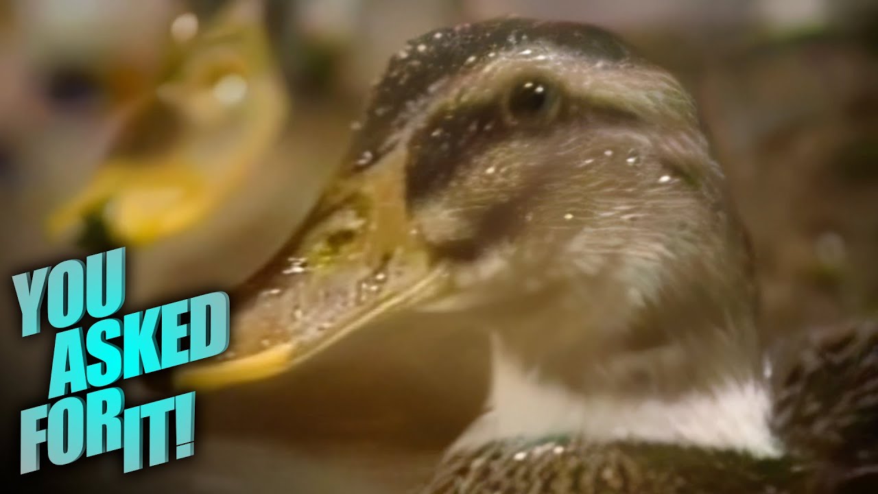 The March of the Peabody Ducks: A Unique Hotel Tradition