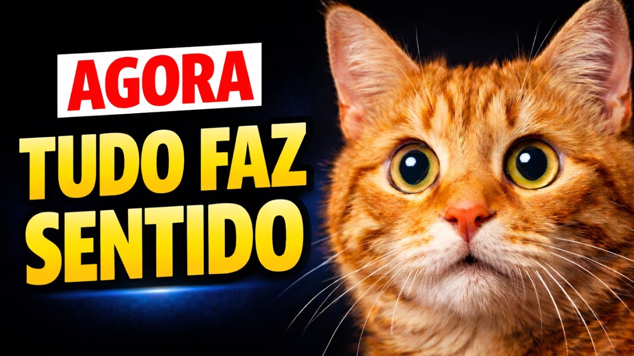 O que ninguém conta sobre gatos machos.