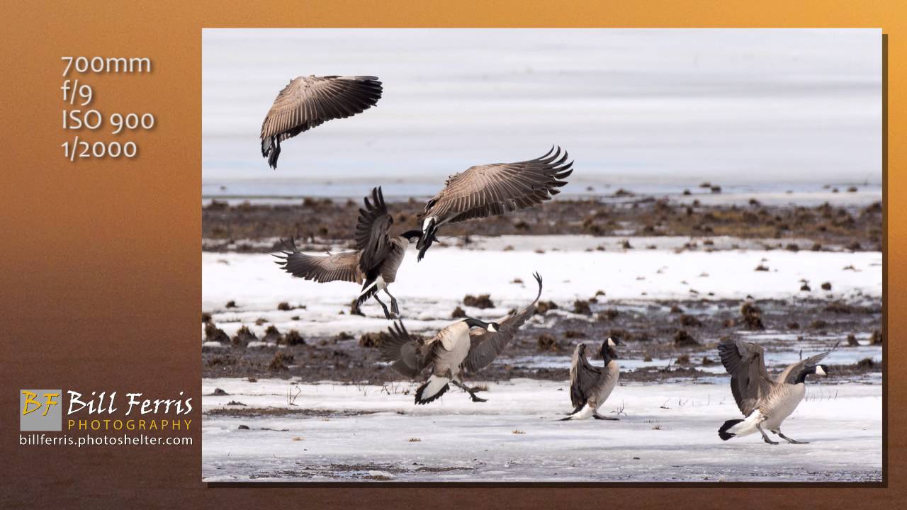5 Minute Photo - Nikon TC-14E III 1.4x Teleconverter