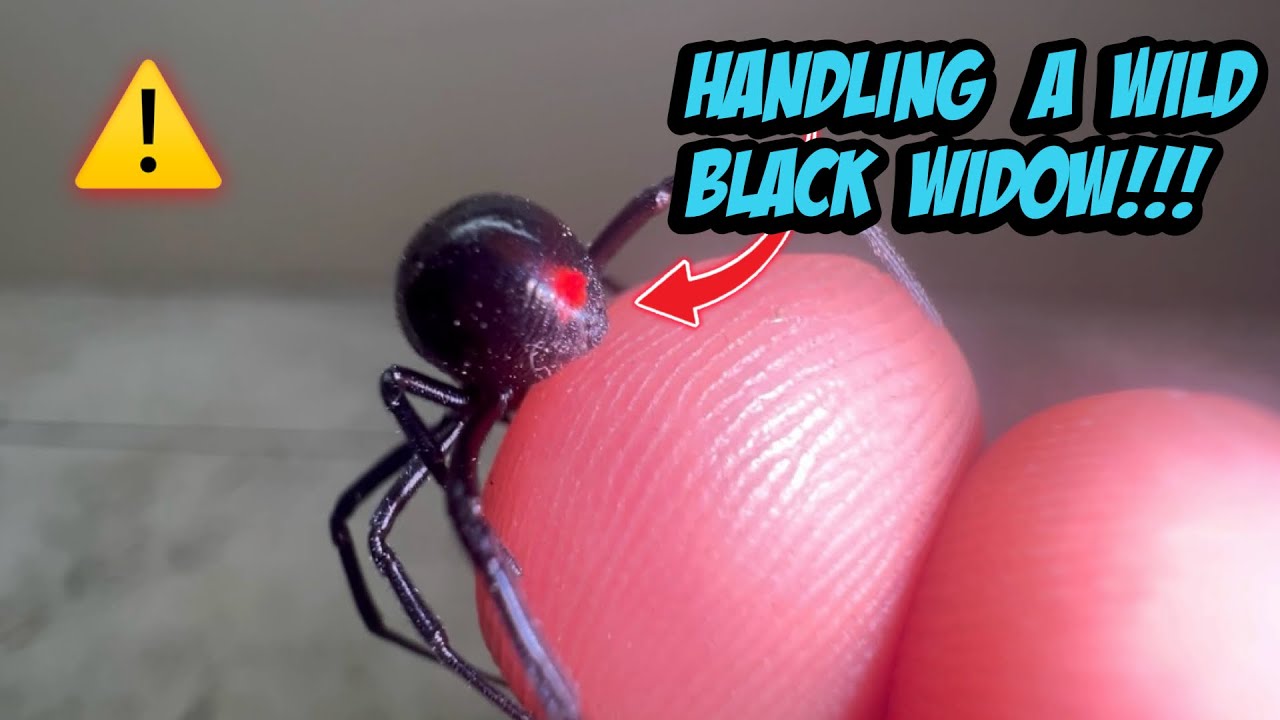 Handling a Wild Black Widow!!! (Latrodectus mactans)