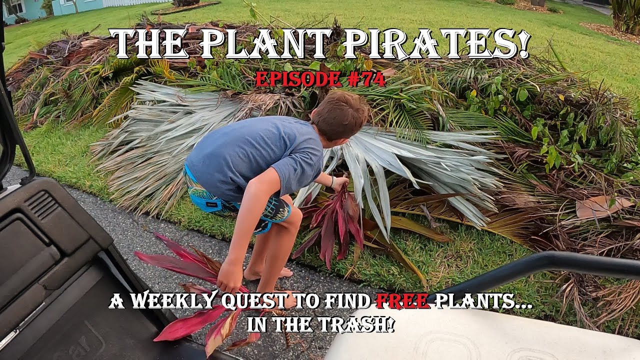 Finding FREE Plants in the trash! The Plant Pirates Episode #74