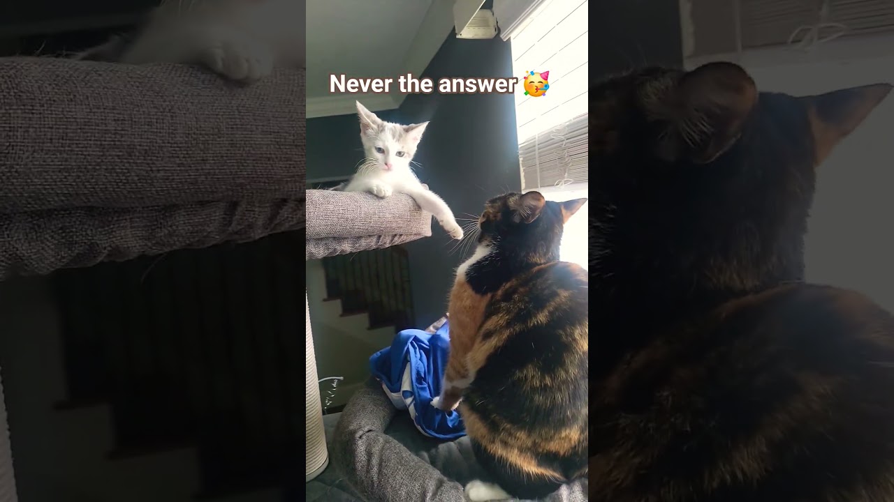Solution🥳 #trending #funny #ytshorts #trendingshorts #fyp #memes #cute #cat #catvideos #coconico