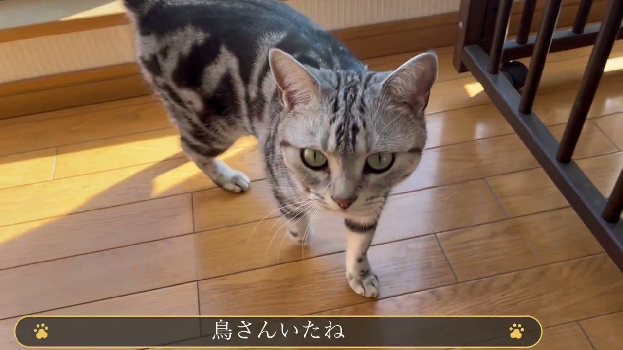 今日は寒くないから階段で寝れるにゃ
