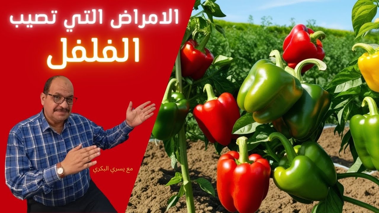 أمراض الفلفل وطرق الوقاية والعلاج | استشارة زراعية مع يسري البكري