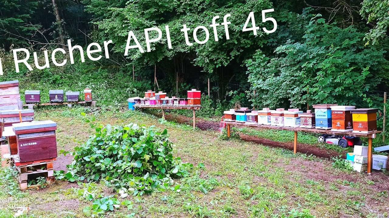 #Apiculture 2021: Comment Faire Avec Un Essaim Qui n'accepte  NI CELLULE ROYALE ET NI REINE.