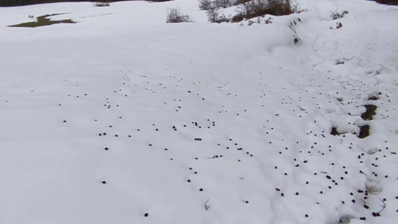 Correre (o quasi) sulla neve in Valtaro