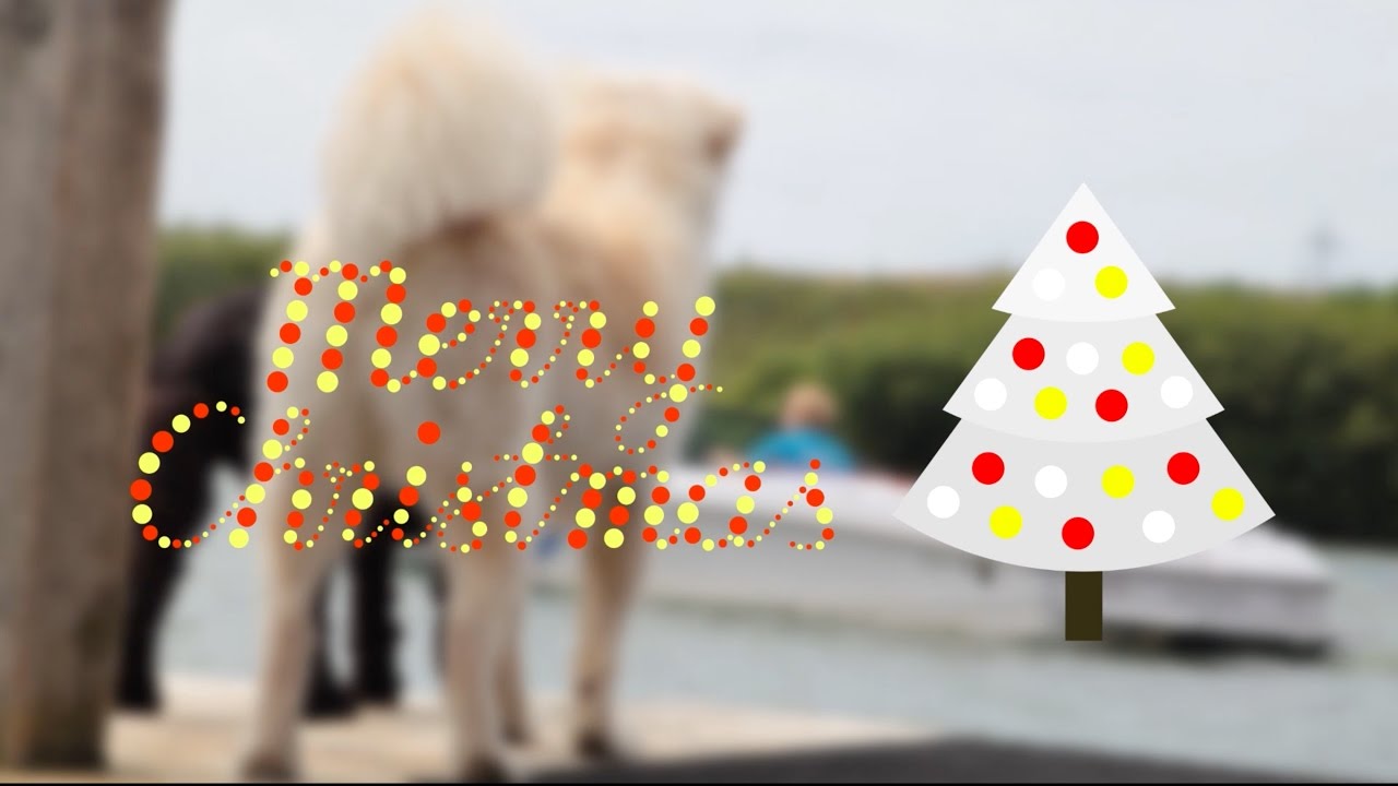 MERRY CHRISTMAS -// from Action Watersports