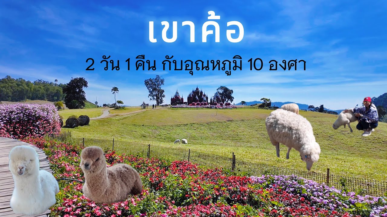 เขาค้อ ภูทับเบิก เพชรบูรณ์ ไปดูทุ่ง ไฮเดรนเยียคาเฟ่ ม่อนแกะ Sun Set Resort และ ทุ่งกังหันลม 