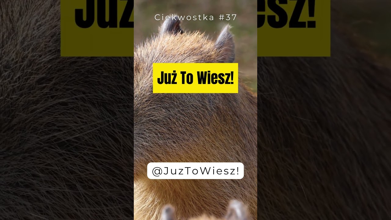 Kapibary Giganci Kr&oacute;lestwa Gryzoni #ciekawstkanadziś #ciekawstka #zwierzeta