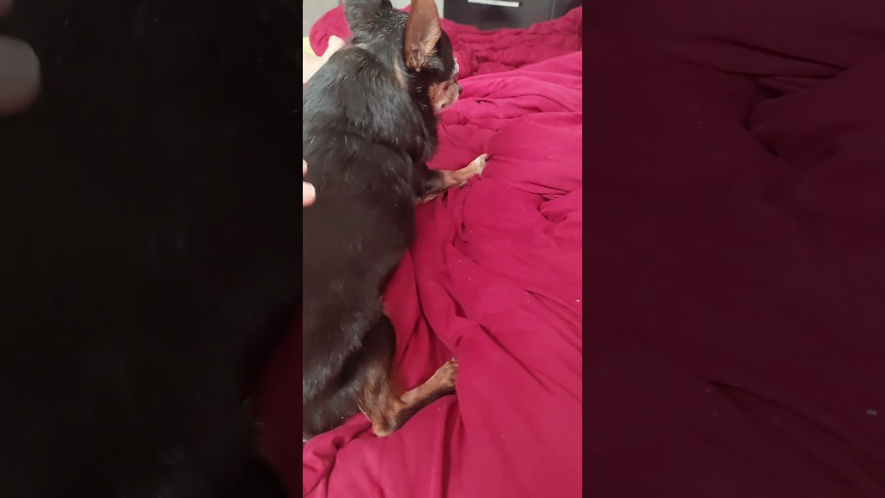 Nossa eu pensei que a cachorra tava fazendo xixi 