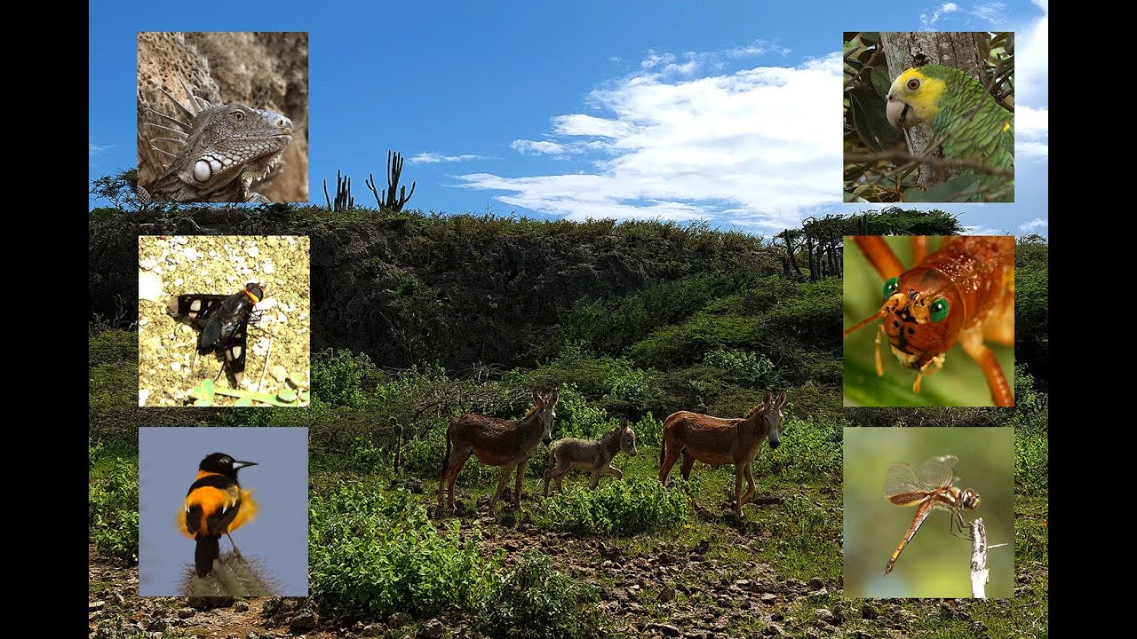 Impressie fauna van Bonaire 2022