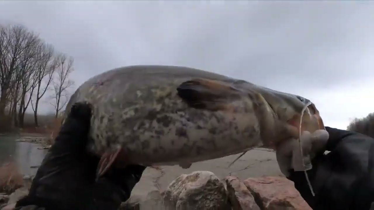 TÉLEN is érdemes horgászni... horgászat Kirillel 01.31 redkrill.hu Fanatik Perch'ik  AkCIÓS ÁRON!!!!