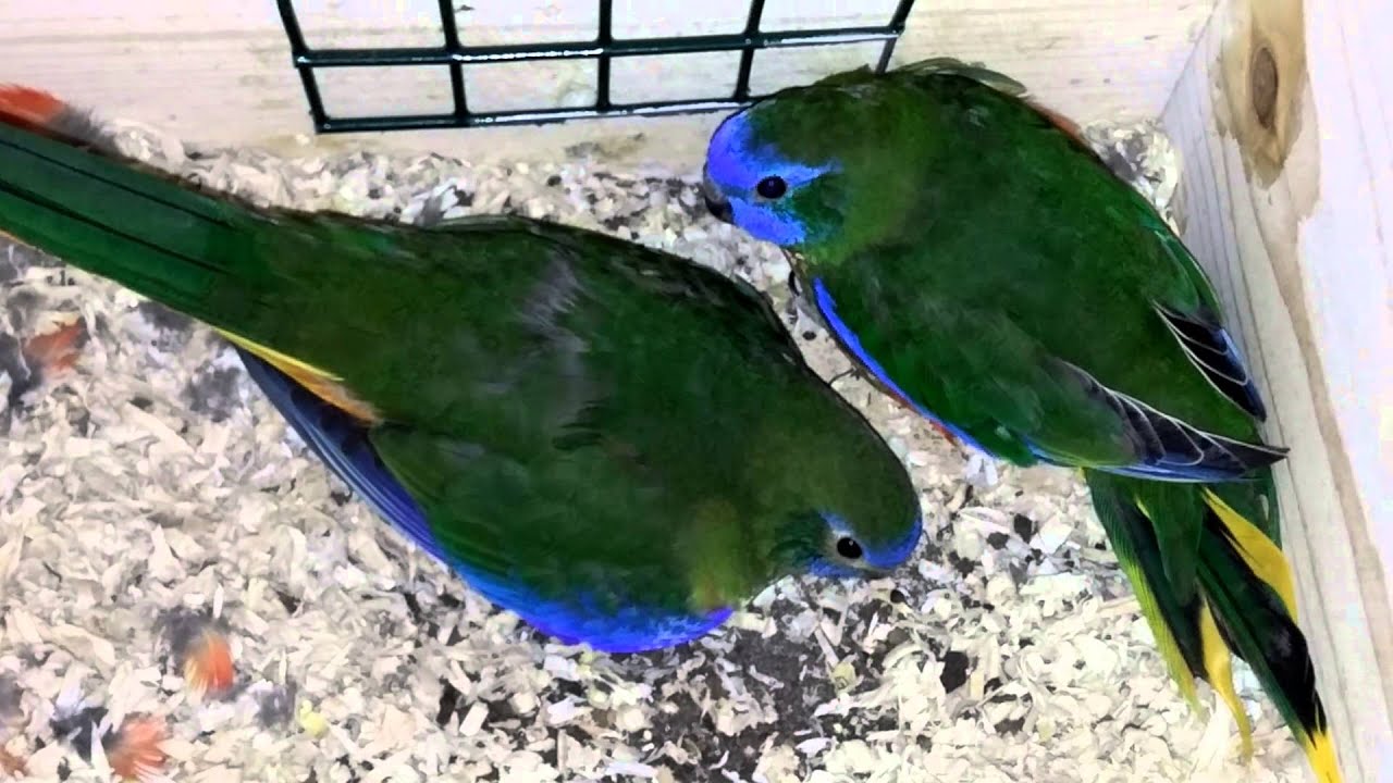 Eupheme Land: turquoisine D green