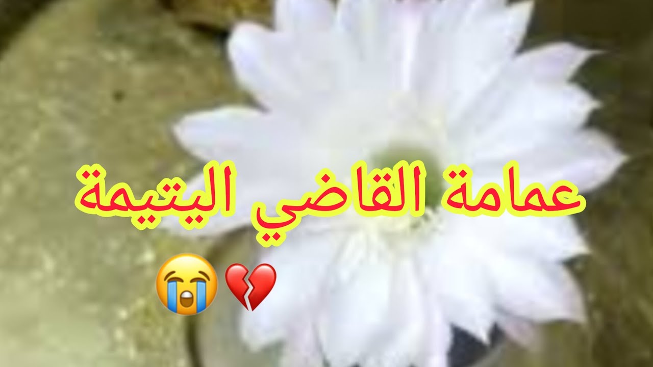 عمامة القاضي اليتيمة