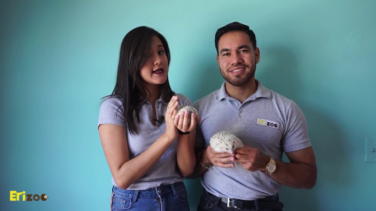 ¿Qué pasa si dejo a mi erizo solo? I Erizoo tips