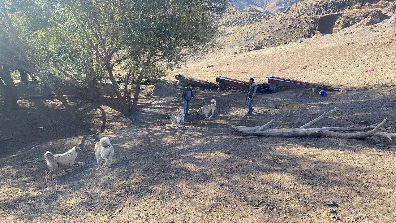 SAHİPSİZ KÖPEK GÖÇ YOLCULUĞUNDA SÜRÜYE DAHİL OLDU.