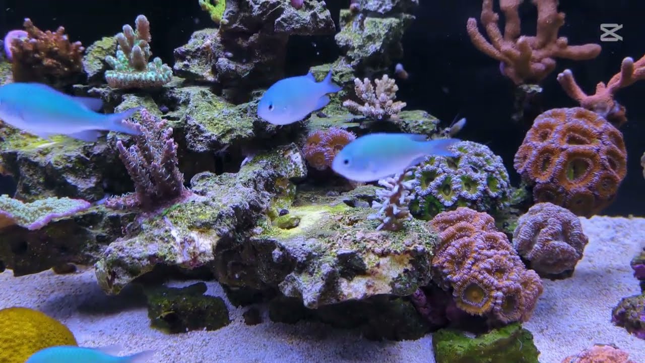 Reefer 250, nouveaux coraux de chez Fabcorail