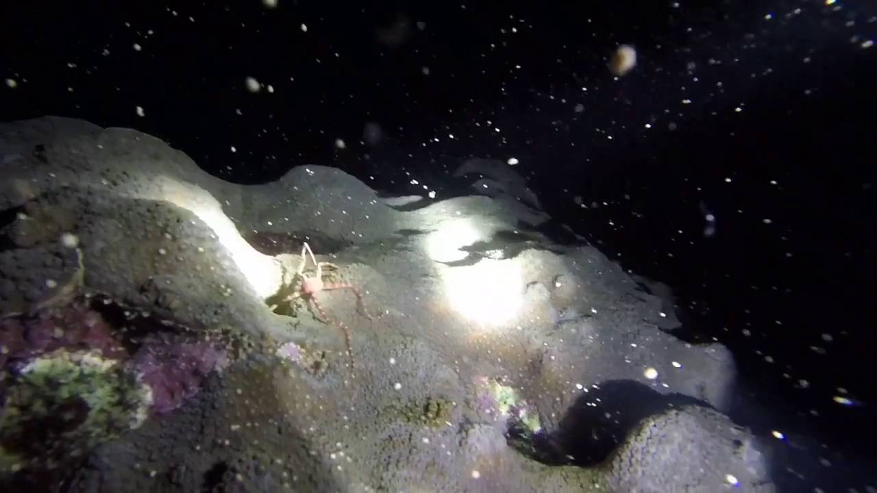 Coral Spawning: Millions of Sperm