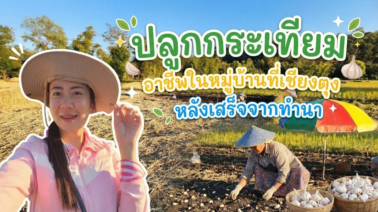 ชนบทเชียงตุง อาชีพในหมู่บ้าน แบบพอเพียง ปลูกกระเทียมหลังทำนาเสร็จ🌻