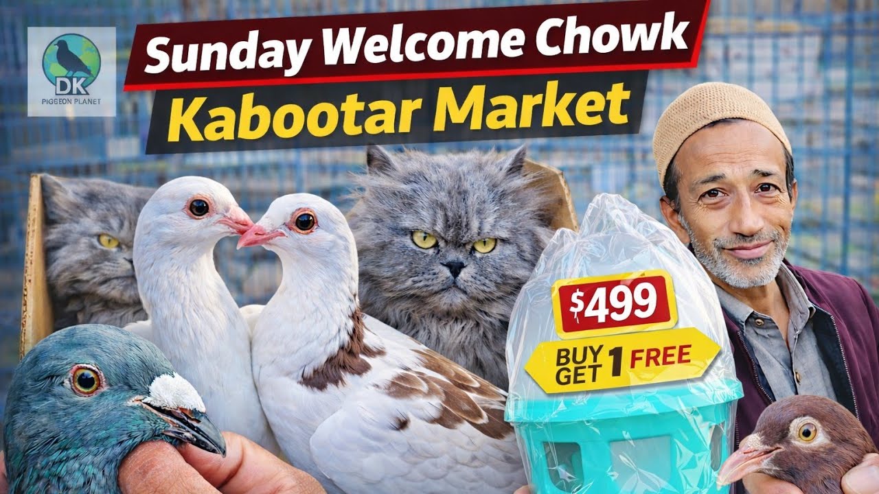 🔥 Sunday Welcome Kabootar Market 🔥 Rare Breeds | Chowk Pe Hua Hungama 😱 #sundaymarket #viral #vlog