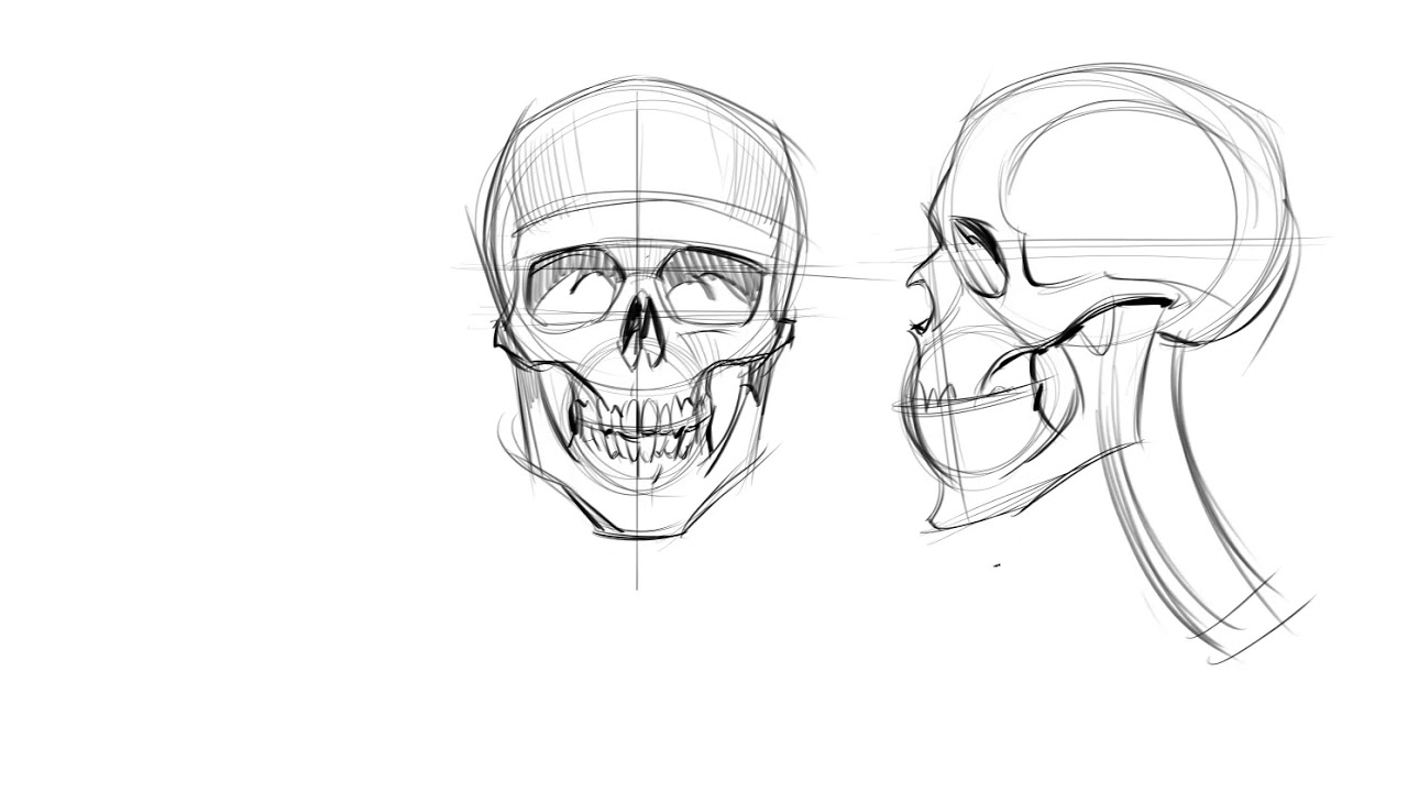 Drawing the human skull from memory