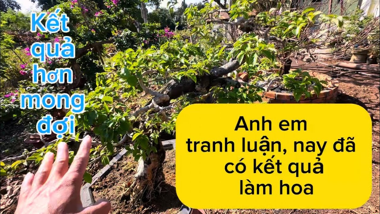 Hoa giấy nay đã có kết quả anh em hay tranh luận