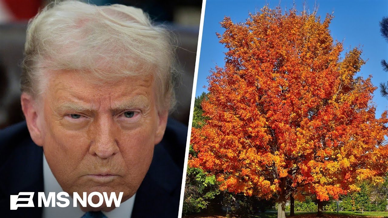New bombshell book reveals Trump was fixated on buying maple trees at start of Iran war