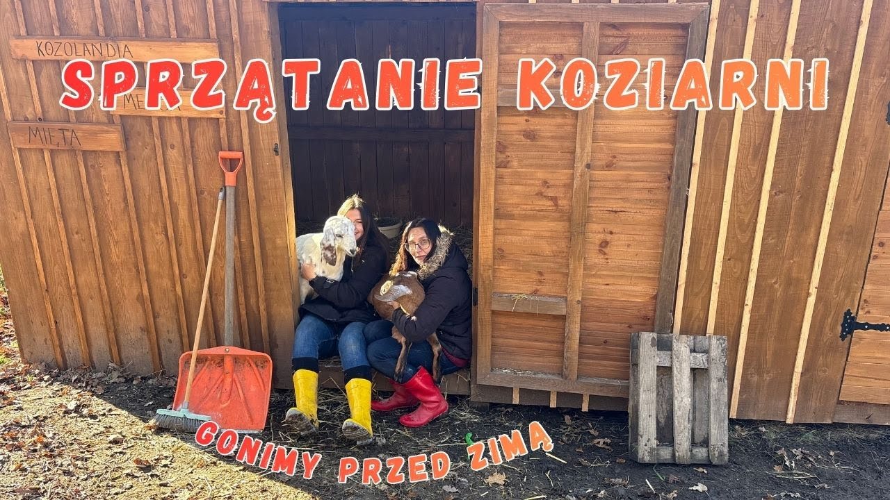 WIELKIE SPRZĄTANIE KOZIARNI PRZED ZIMĄ! Siano, słoma i porządki 🧹💛