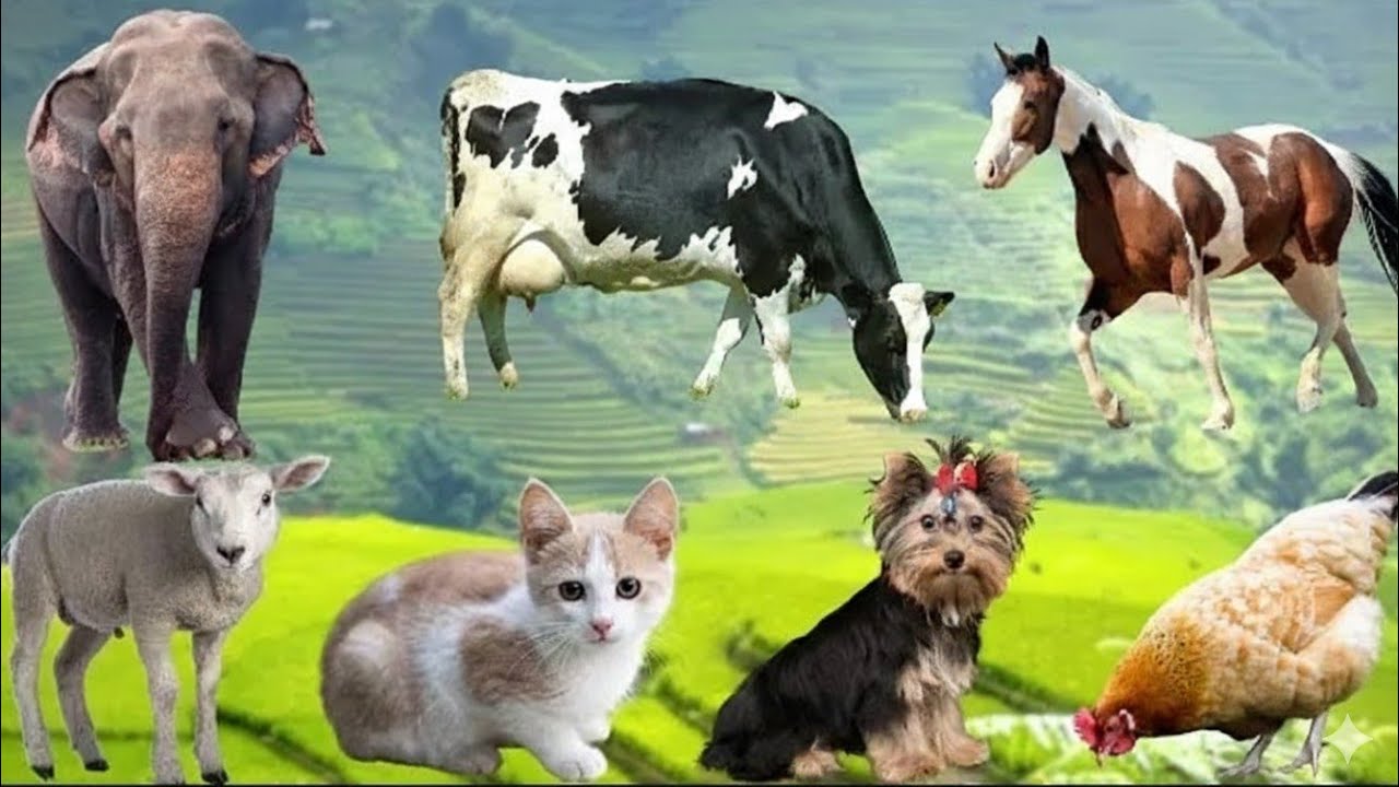 Animal Sounds for Children (20 Amazing animals