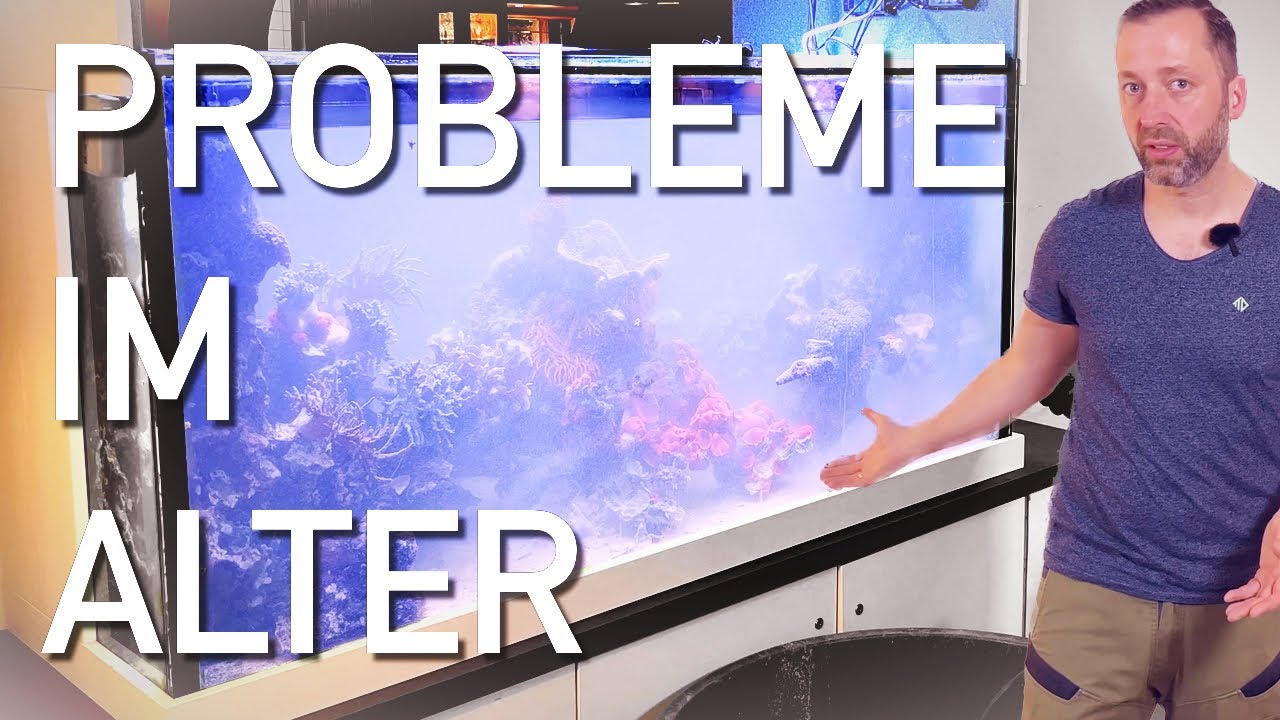 Alter Sand macht ÄRGER! Meerwasseraquarium braucht Intensivpflege!