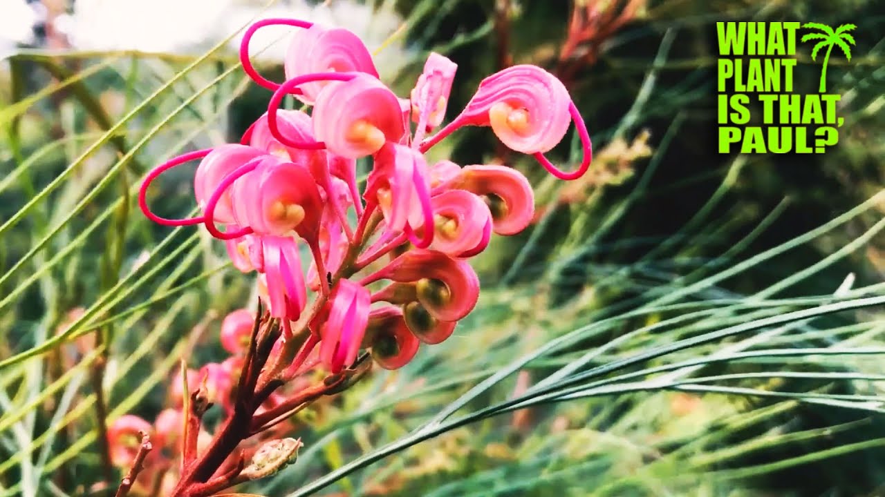 The Ultimate GREVILLEA Variety MEGA MIX / Over 1 Hour of Grevillea Spotlights / Beautiful BLOOMS