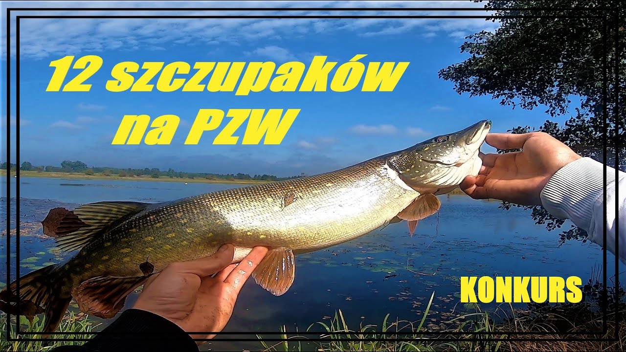 Szczupaki na Spinning /Szczupakowe Eldorado/ Starorzecze Wisły / Tsurinoya Elf Ajing / KONKURS