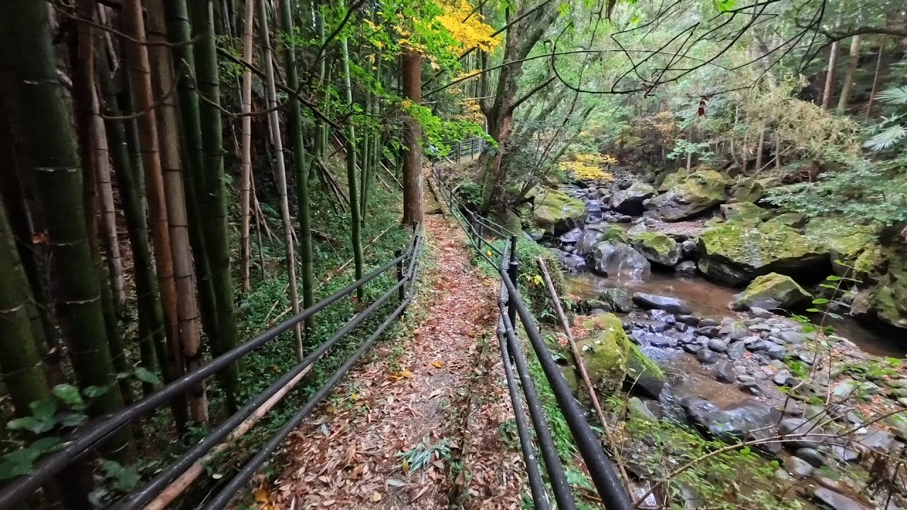 Quiet Walk Through a Clear Gorge Trail in Japan