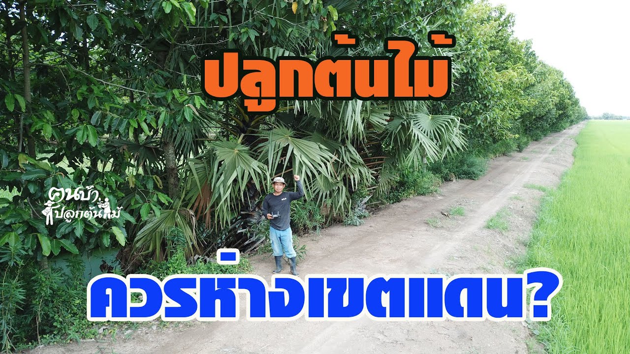 ปลูกต้นไม้ ควรห่างเขตแดนเท่าไหร่//คนบ้าปลูกต้นไม้