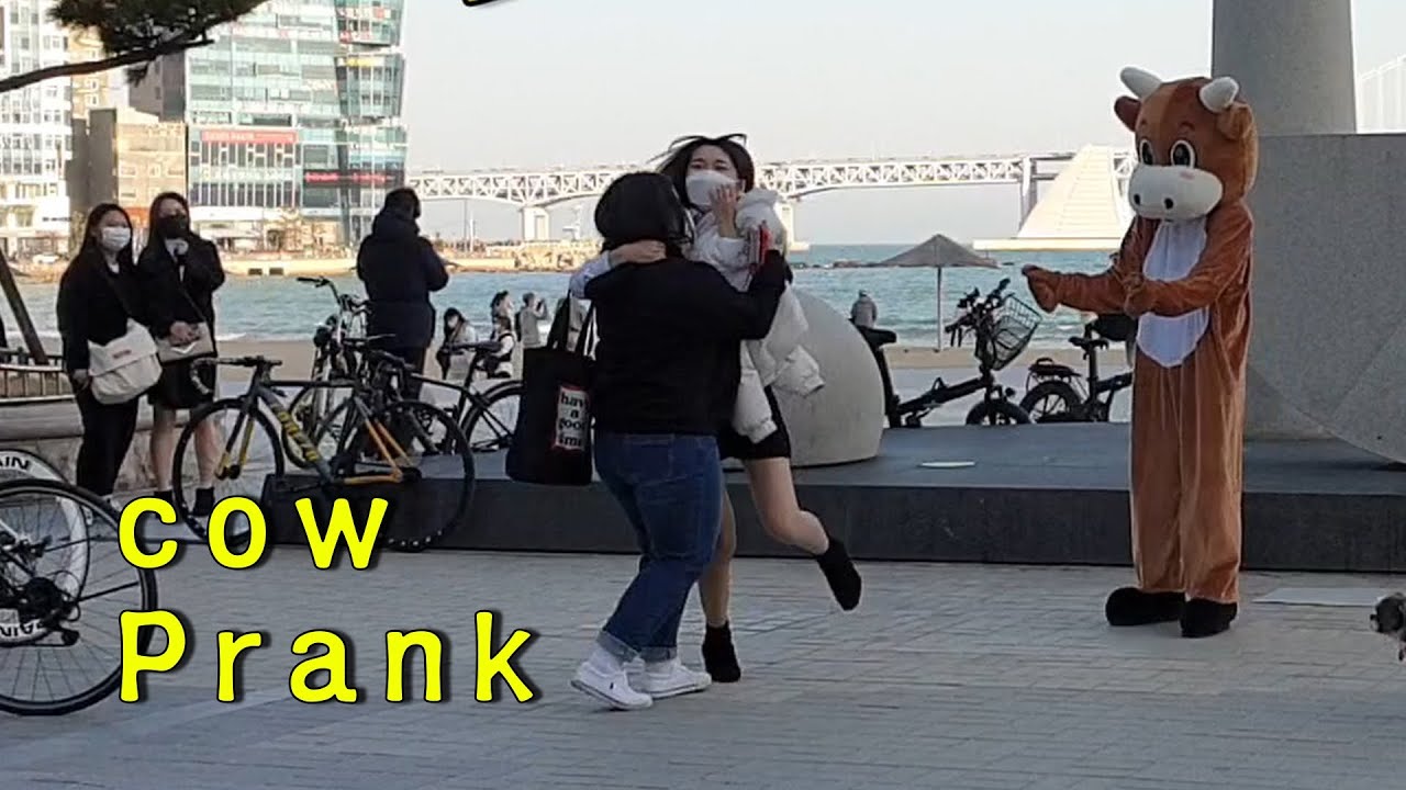 Cow Prank 