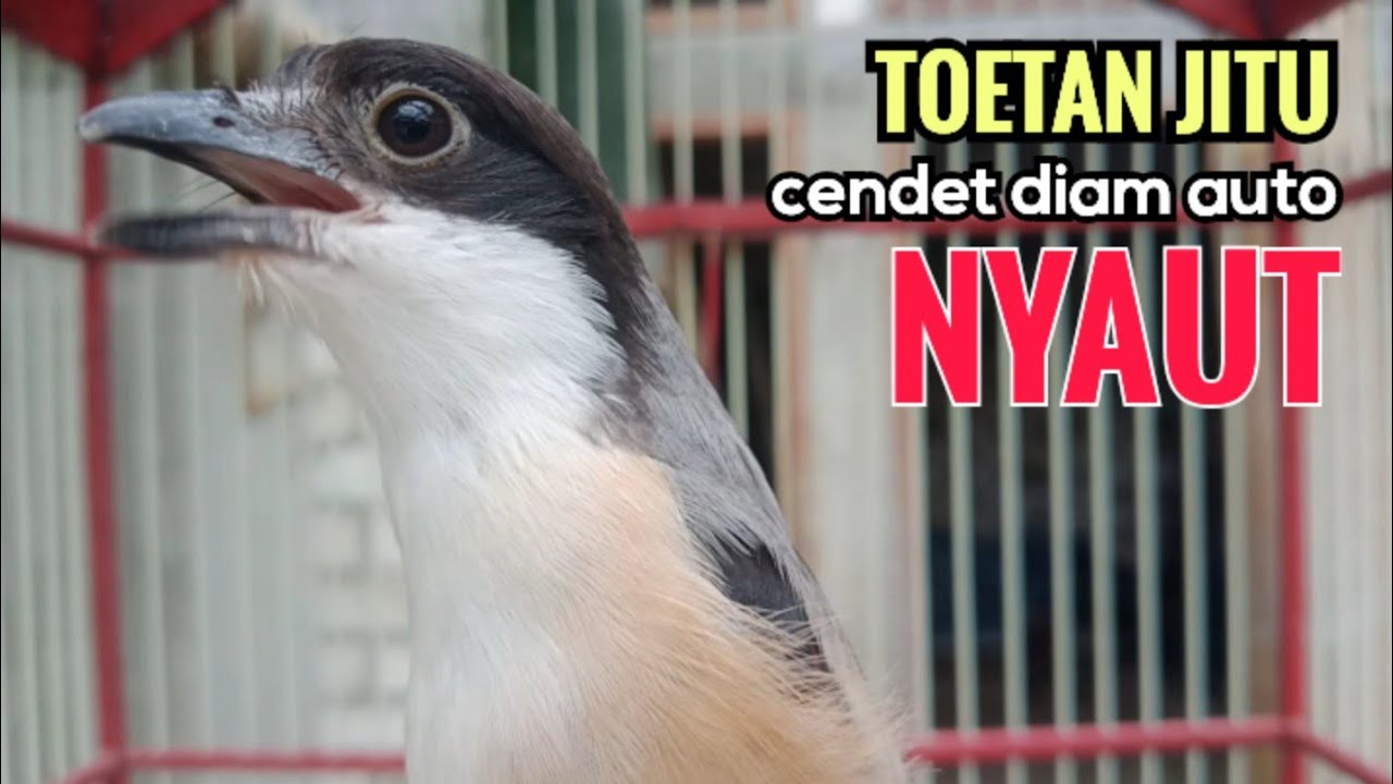 toet toet Suara cendet gacor Pagi Hari pancingan jitu BIKIN cendet diam langsung nyaut ikutan bunyi