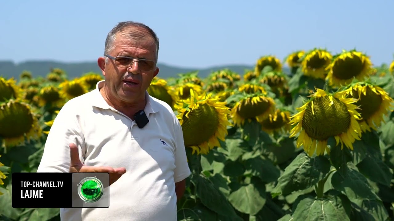 Top Channel/ Fermerët e lulediellit/ Kërkojnë ndërtimin e një fabrike vaji: Ukrainën e kemi këtu