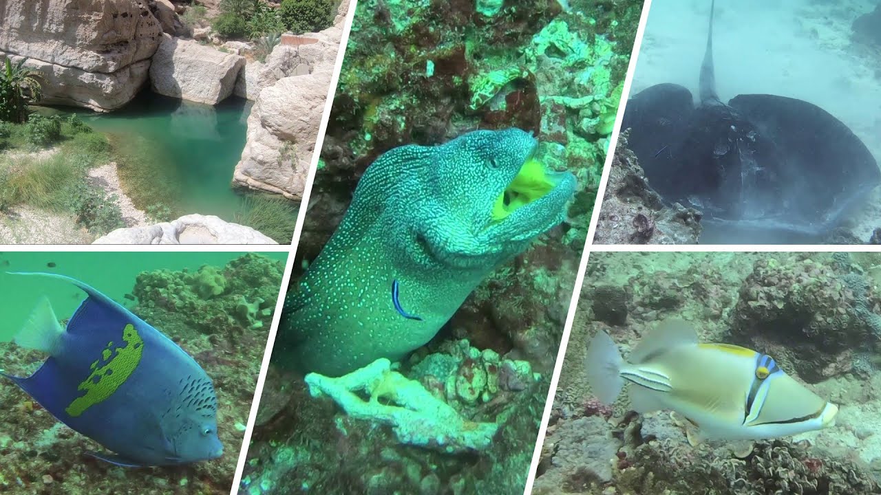 DIVING DAYMANIYAT ISLANDS ( OMAN - 09 / 2024 )