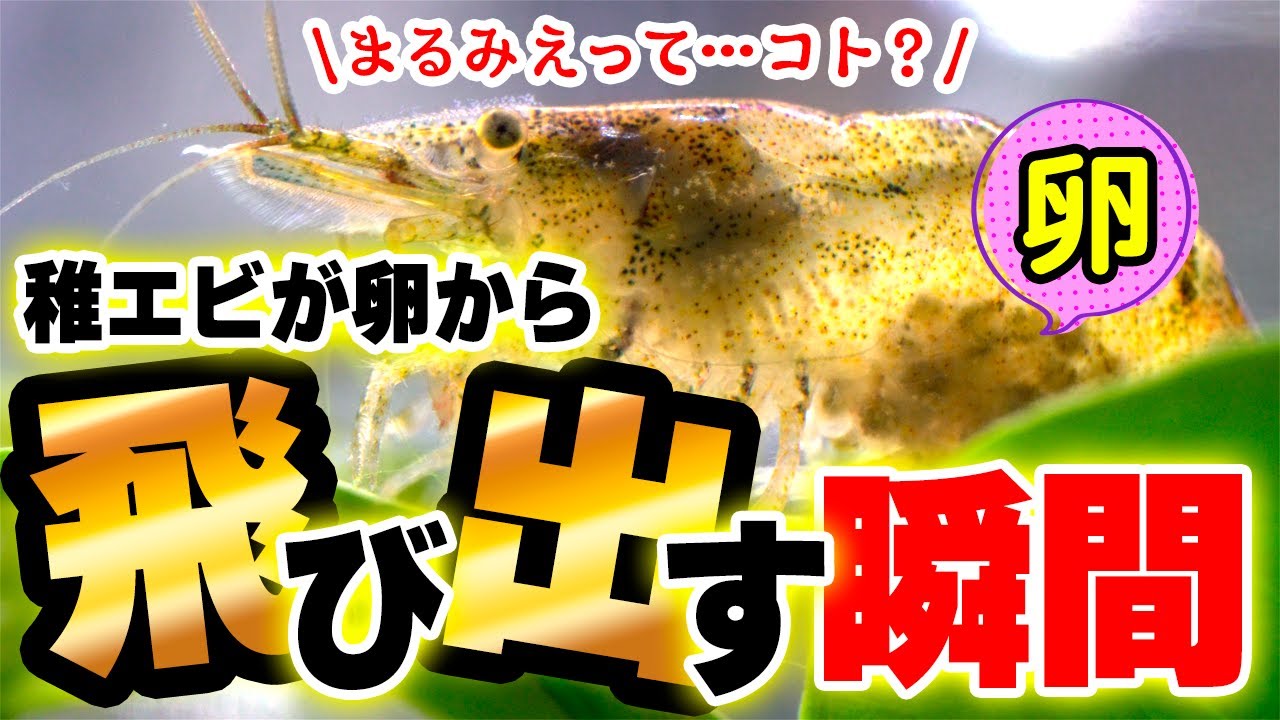 【アクアリウム】ミナミヌマエビが孵化する瞬間！孵化までの日数は？繁殖方法は？ミナミヌマエビの繁殖孵化ポイントをカンタンに紹介します 【ビバアクア】