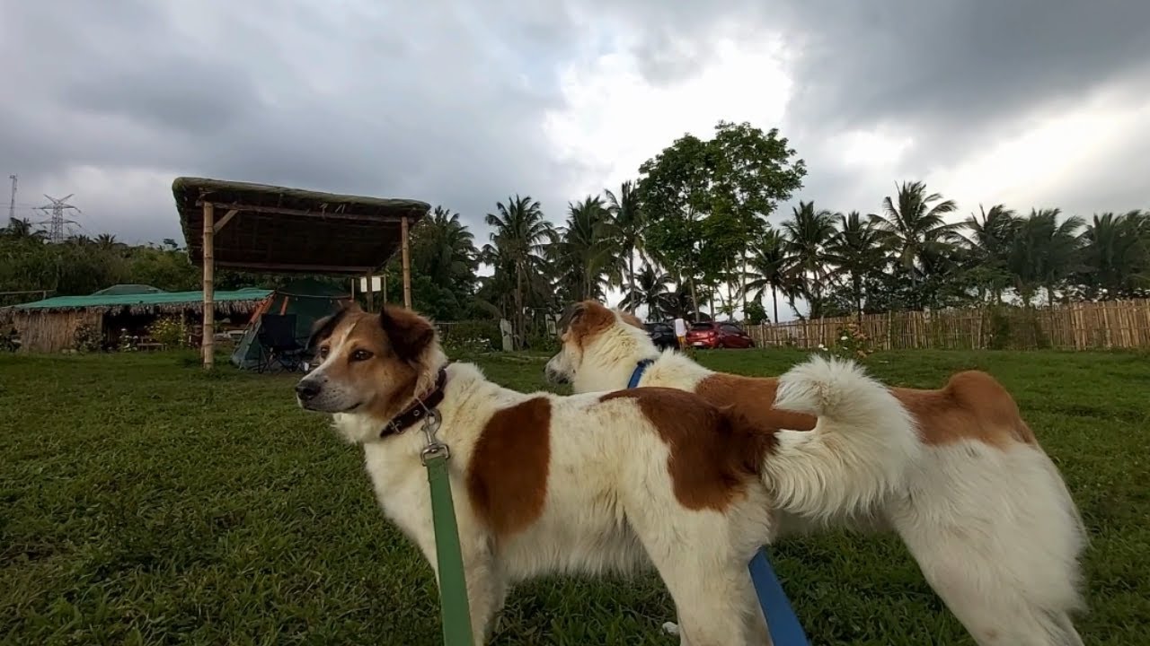 Flora's Haven Camping: First Time Butane stove | Dog Fun & Mountain Views! 🐶😍⛰🌋🌄