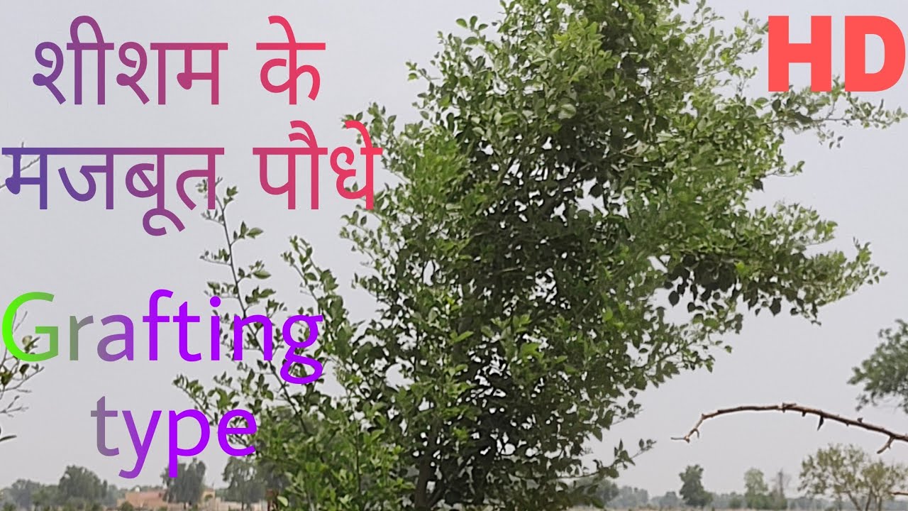 शीशम का विकसित पौधा@VijaySingh-pp3lr