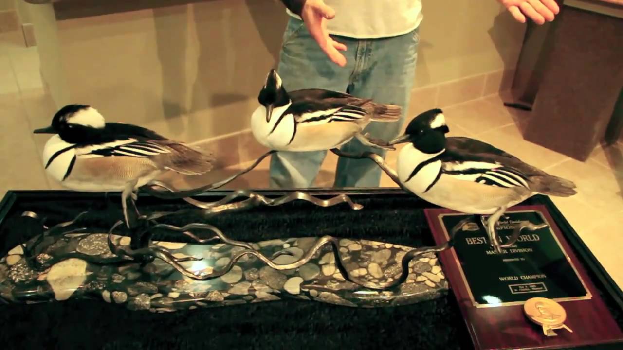 Flyway Taxidermy Duck & Waterfowl Worldclass Taxidermy