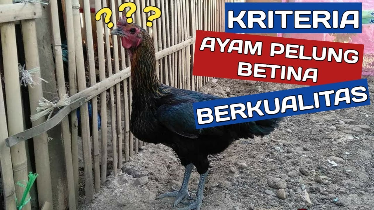 KRITERIA AYAM PELUNG BETINA BERKUALITAS