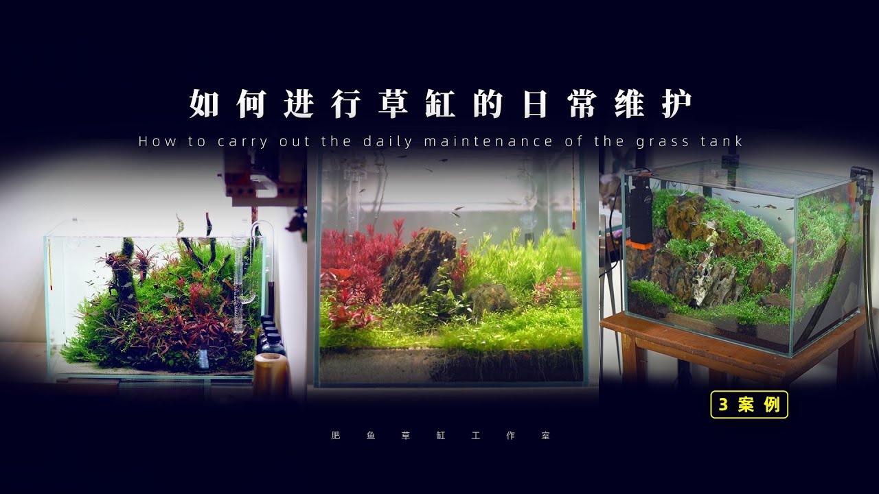 如何进行草缸的日常维护 | 三个缸的案例   How to perform daily maintenance of grass tanks | Cases of three cylinders
