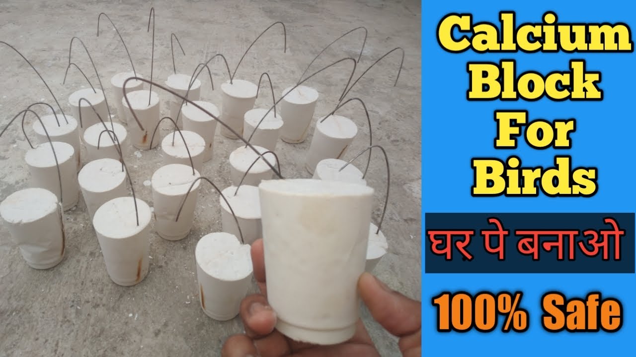 कैल्शियम ब्लॉक बनाने का सही तरीका || Calcium Block For Budgies, Love Birds, Zebra Finches, Cockatiel