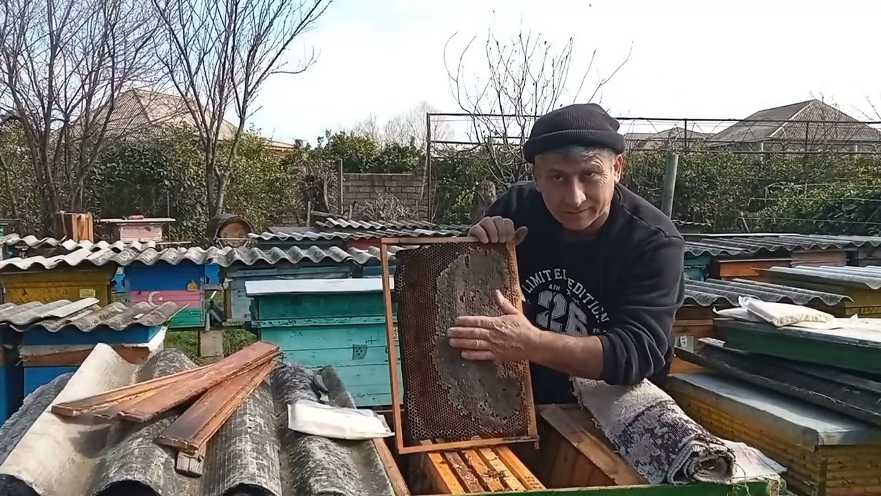 Arıları sıxlaşdırmaq lazımdırmı?