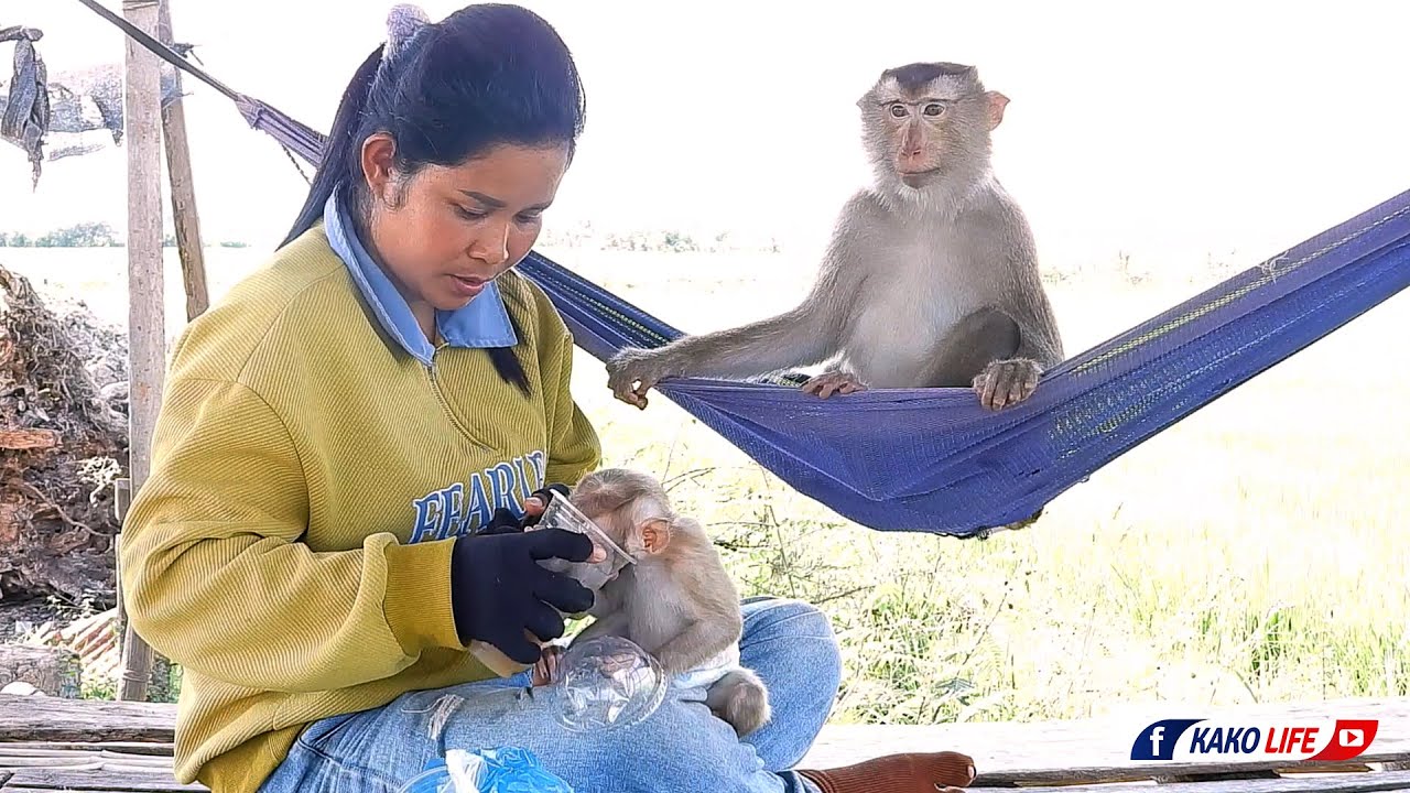 Мадам Луна сидит в гамаке и смотрит на рисовое поле.